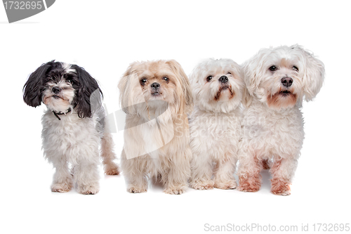 Image of four dogs