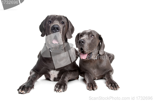 Image of Two grey great Dane dogs