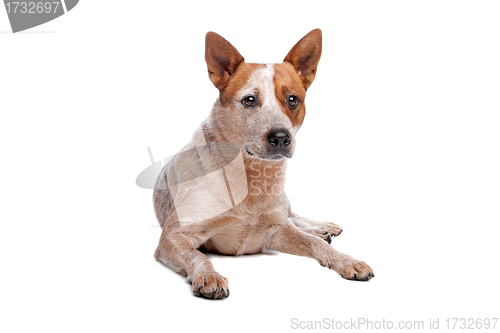 Image of Australian Cattle Dog (red coat)