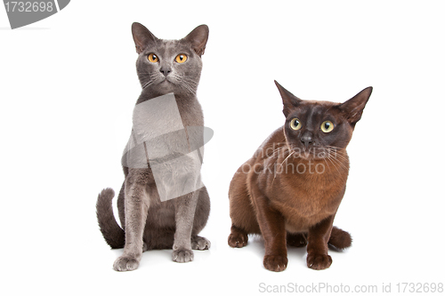 Image of two Burmese cats