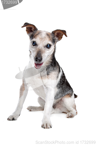Image of old and blind jack russel terrier