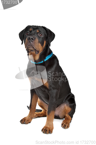 Image of Young rottweiler