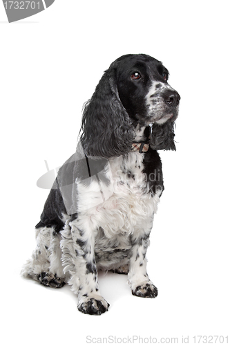 Image of english cocker spaniel
