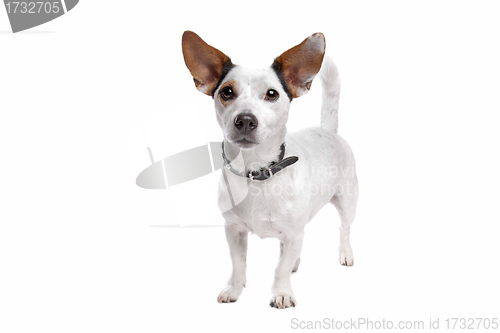 Image of Jack Russel Terrier