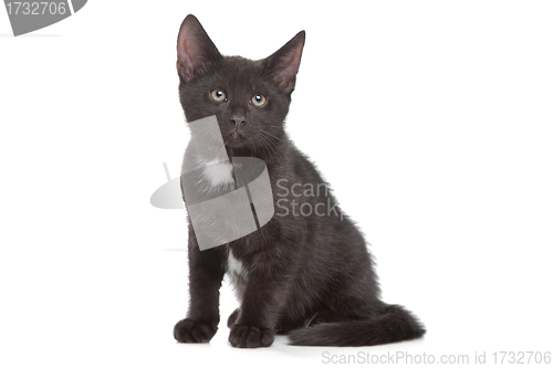 Image of black kitten