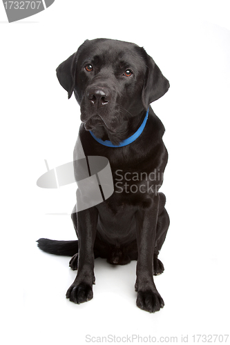 Image of black labrador retriever