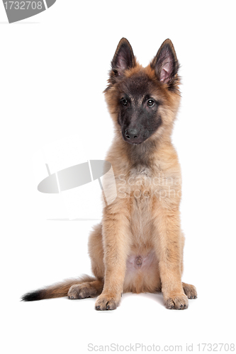Image of Belgian Shepherd (Tervuren) puppy