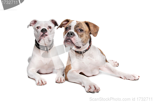 Image of Two American Bulldogs