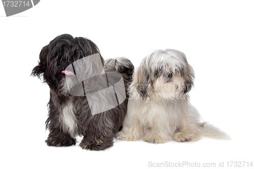 Image of Two Shih tzu dogs