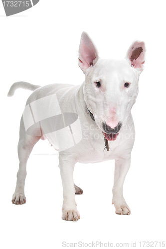 Image of White Bull terrier