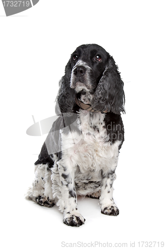 Image of english cocker spaniel