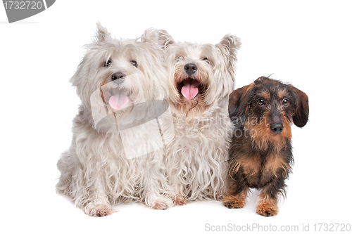 Image of two west highland white terrier and a wire haired dachshund