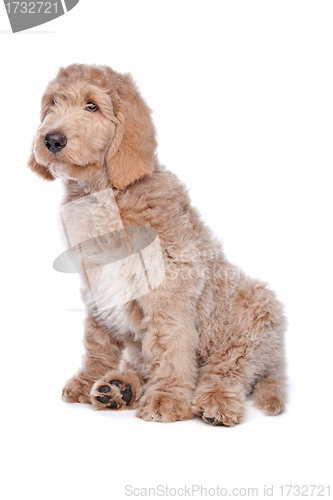 Image of Labradoodle puppy