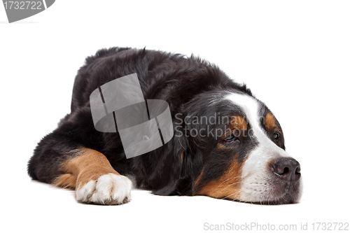 Image of Bernese Mountain Dog