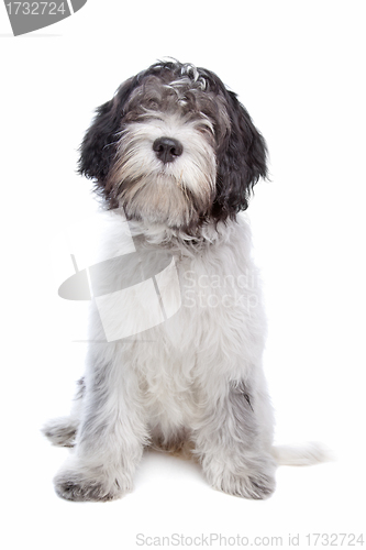 Image of Schapendoes , Dutch Sheepdog