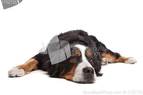 Image of Bernese Mountain Dog