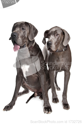 Image of Two grey great Dane dogs