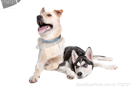 Image of two mixed breed dogs