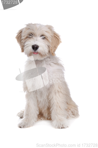 Image of Tibetan Terrier