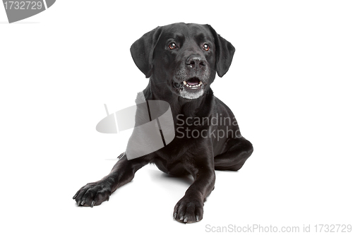 Image of mixed breed black dog