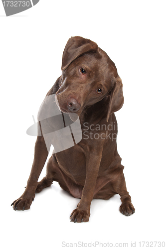Image of Chocolate Labrador