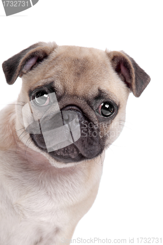 Image of Pug dog