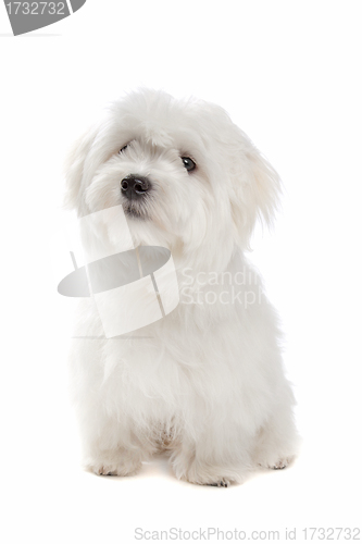 Image of Maltese dog