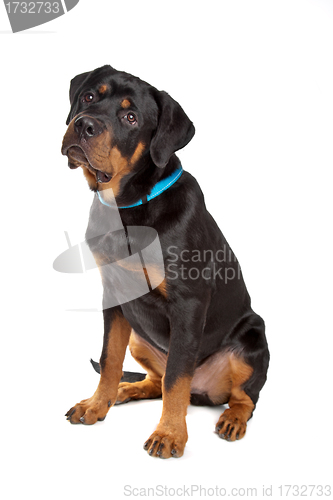 Image of Young rottweiler