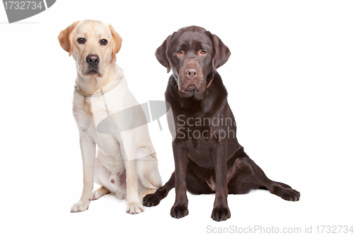 Image of two Labrador retrievers