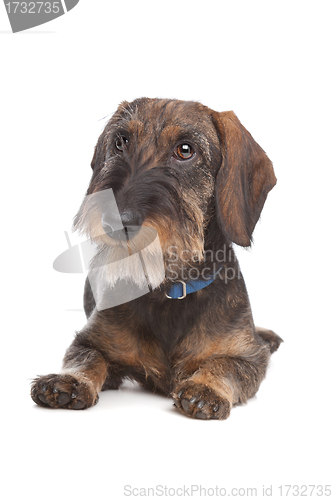 Image of Wire-haired dachshund
