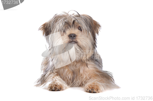 Image of Shih Tzu