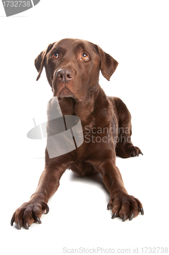 Image of chocolate Labrador Retriever