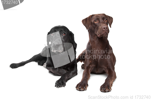 Image of black and brown Labrador Retriever