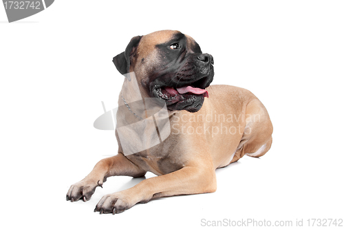 Image of Bullmastiff