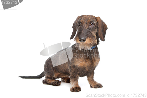 Image of Wire-haired dachshund