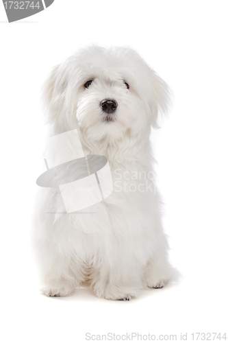 Image of Maltese dog