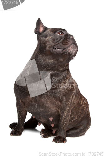 Image of French Bulldog