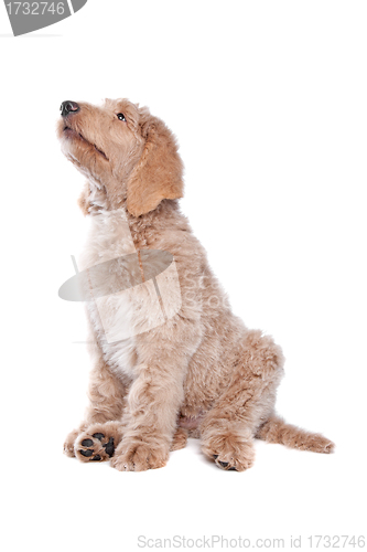 Image of Labradoodle puppy