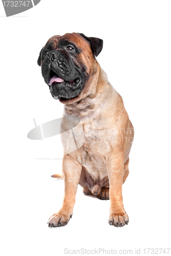 Image of Bullmastiff