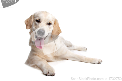 Image of Golden Retriever