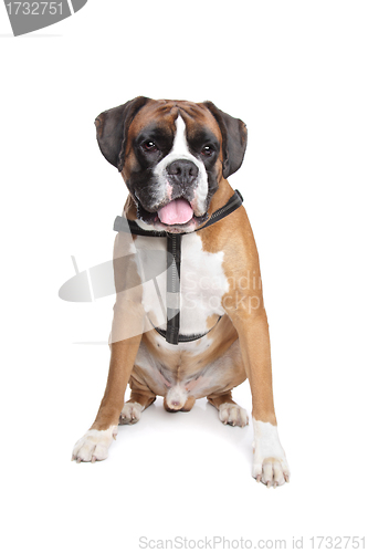 Image of Boxer dog