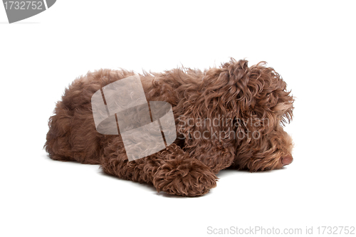 Image of Labradoodle puppy