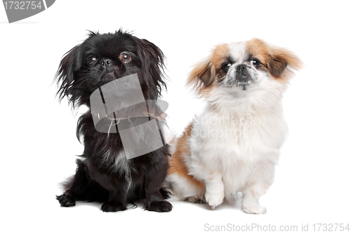 Image of Japanese Chin and a pekingese dog