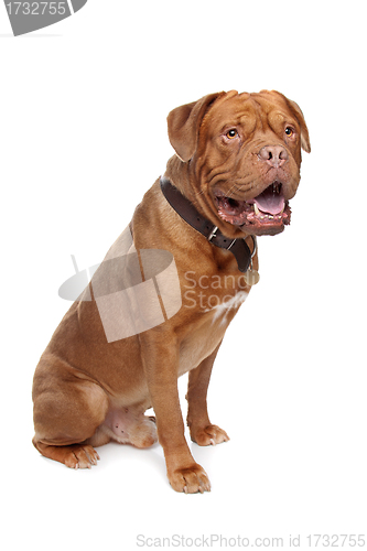 Image of French mastiff