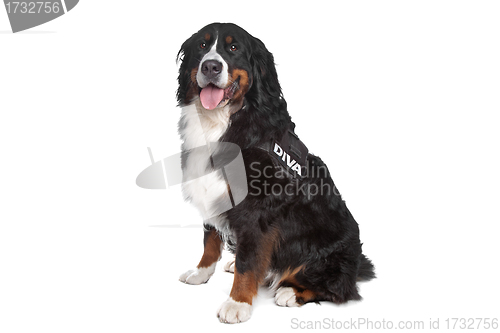 Image of Bernese Mountain Dog