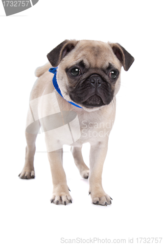 Image of Pug dog