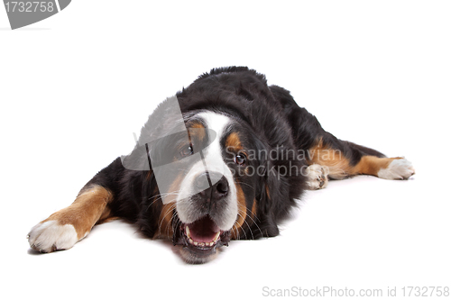 Image of Bernese Mountain Dog