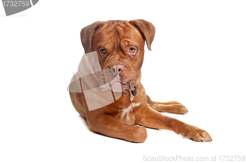 Image of French mastiff