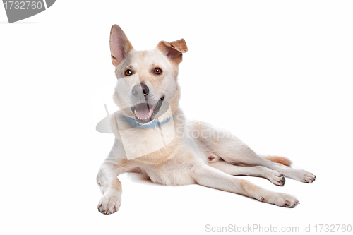 Image of mixed breed dog