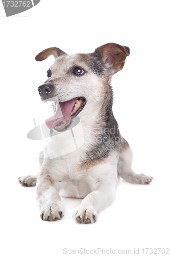 Image of old and blind jack russel terrier